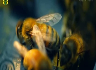 Pszczoły w zagrożeniu - a wraz z nimi człowiek