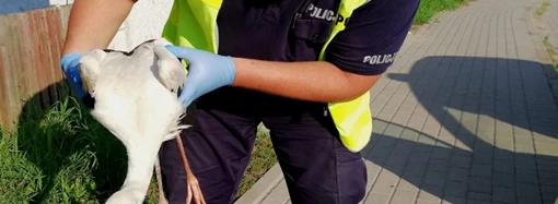 Policjanci uratowali bociana – ponownie