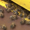 Pieniądze dla pszczelarzy