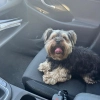 Pies w nagrzanym samochodzie