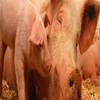 Zagrożenie afrykańskim pomorem świń w powiecie bartoszyckim