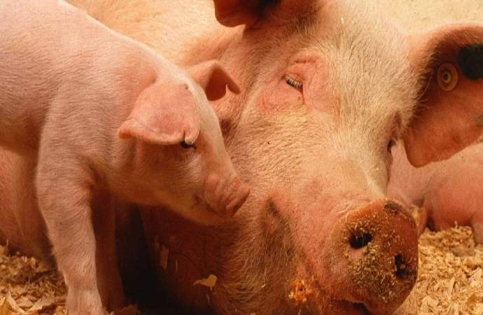 Wirus afrykańskiego pomoru świń pojawił się w kolejnym gospodarstwie w województwie warmińsko-mazurskim.