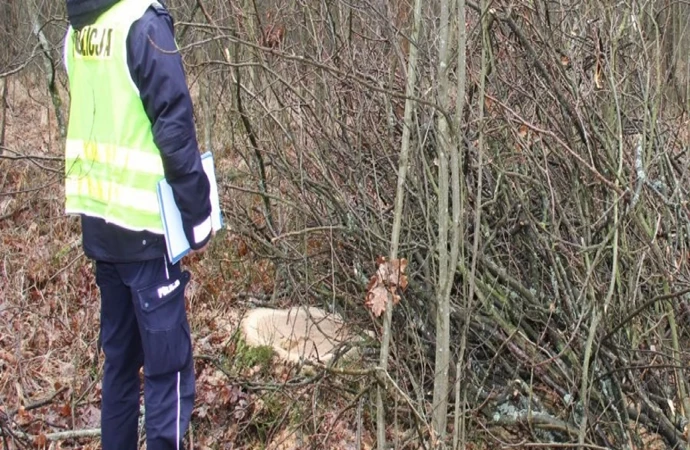 Policjanci z Pisza wyjaśnili sprawę nielegalnej wycinki drzew.