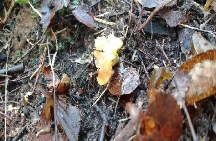 Jak informują leśnicy, ze względu na wysokie jak na styczeń temperatury w lasach można jeszcze znaleźć grzyby.