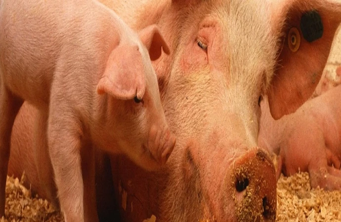 Wirus afrykańskiego pomoru świń pojawił się w kolejnym gospodarstwie na terenie Warmii i Mazur.