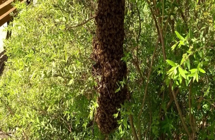 W olsztyńskim Parku Kusocińskiego wyroiły się pszczoły.