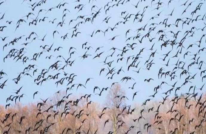 Europejskie Dni Ptaków to okazja, by obserwować ich migrację po zakończonym okresie lęgowym.