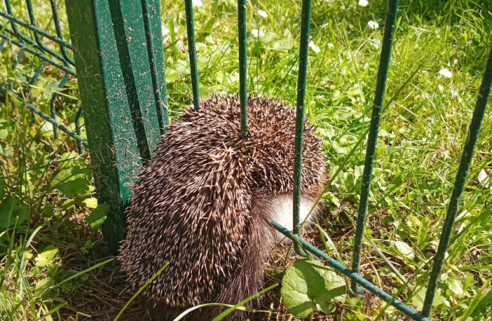 Straż Miejska w Olsztynie miała dwie nietypowe interwencje.