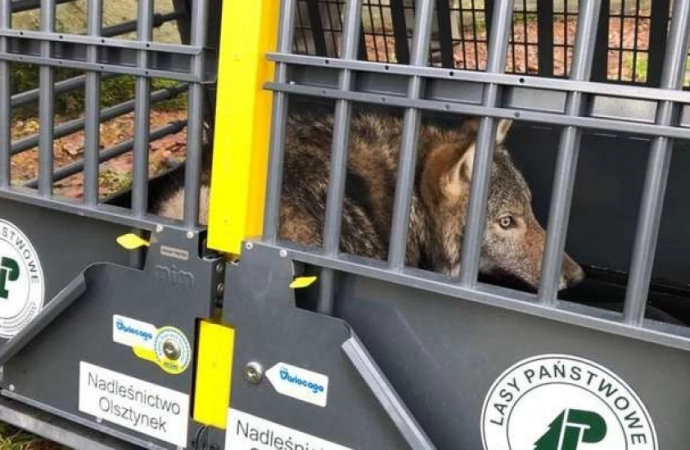 Leśnicy wypuścili dwa wilki, które przeszły rehabilitację w ośrodku w Napromku.