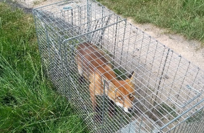 Na działkach przy ul. Metalowej w Olsztynie złapano kolejnego lisa.