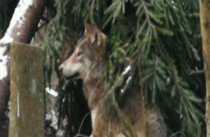 Do ośrodka rehabilitacji dzikich zwierząt w Napromku trafił kolejny wilk. Tym samym specjalna woliera dla tych zwierząt została zapełniona.