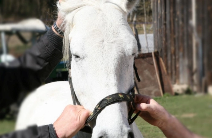 Na terenie gminy Purda odnaleziono konie skradzione w Niemczech.