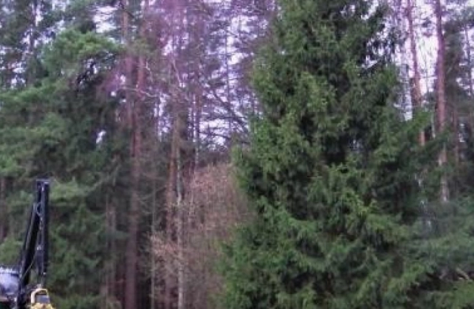 Regionalna Dyrekcja Lasów Państwowych w Olsztynie niebawem zacznie sprzedaż świątecznych drzewek.