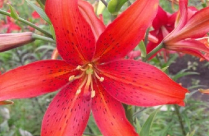 Królewskie Towarzystwo Ogrodnicze w Londynie zarejestrowało lilię „Mikołaj Kopernik”.