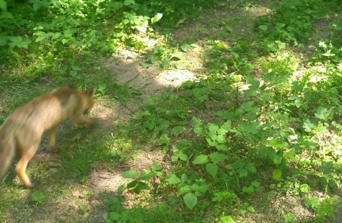 Udało się złapać lisa, który pojawił się na terenie ogródków działkowych w Olsztynie.