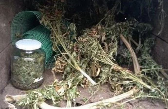 Policjanci i celnicy wykryli plantację marihuany we wsi niedaleko Nidzicy.