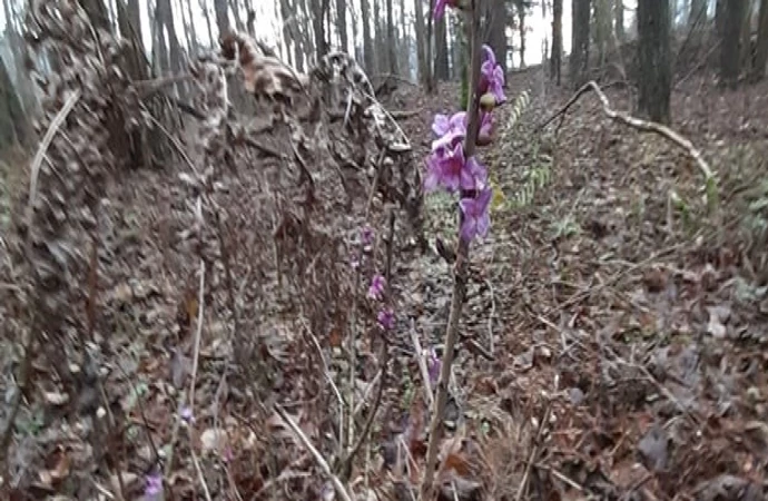 W leśnictwie Wipsur znaleziono kwiaty, które powinny zakwitnąć za 3 miesiące.