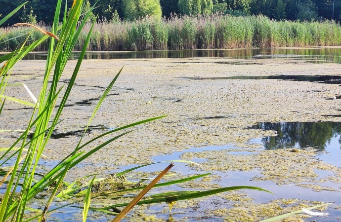 Jedno z najpopularniejszych olsztyńskich jezior zarasta moczarką.