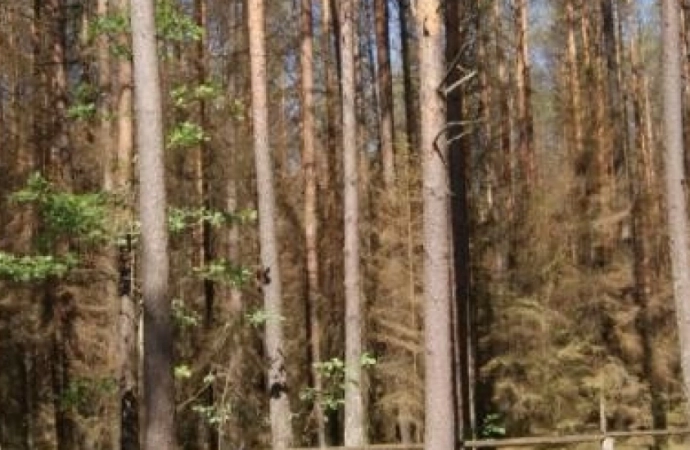 Olsztyńscy leśnicy ocenili właśnie skuteczność przeprowadzonej w czerwcu akcji opryskiwania lasu. Jej celem była ochrona 10 tys. hektarów drzewostanów przed wyjątkowo liczną w tym roku populacją gąsienicy motyla brudnicy mniszki.