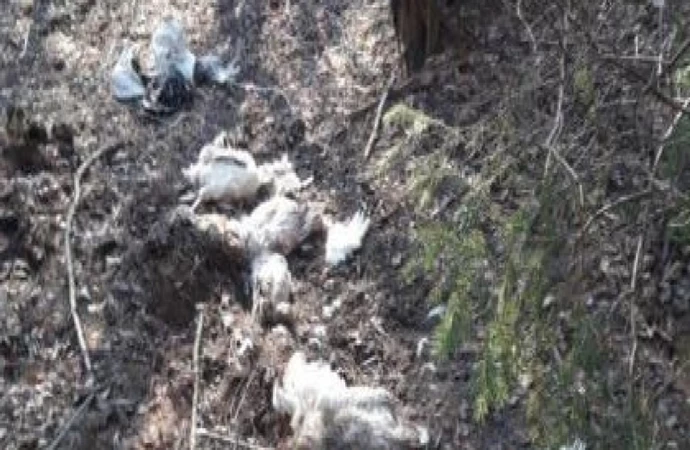 Wyjątkową bezmyślnością okazał się mieszkaniec gminy Braniewo, który martwe kury wyrzucił na oczach strażników leśnych do lasu.