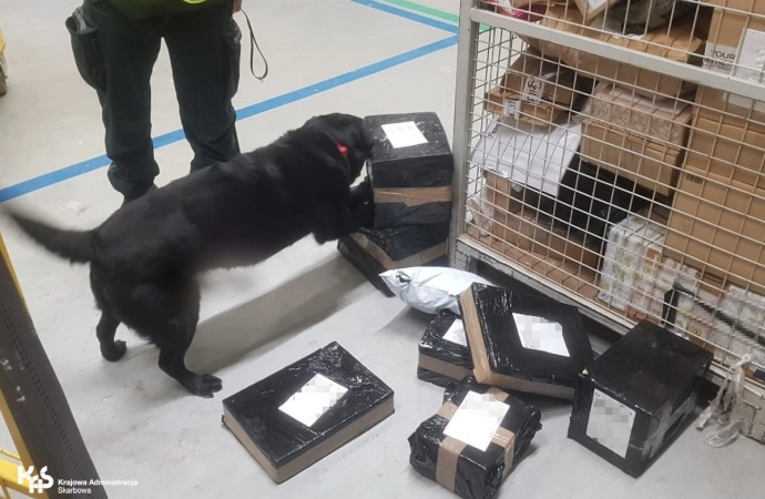 Pies służby celno-skarbowej znalazł tytoń w paczkach kurierskich.