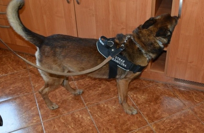 W czterech mieszkaniach na terenie powiatu bartoszyckiego wykryto narkotyki. W znalezieniu pomógł pies Straży Granicznej.