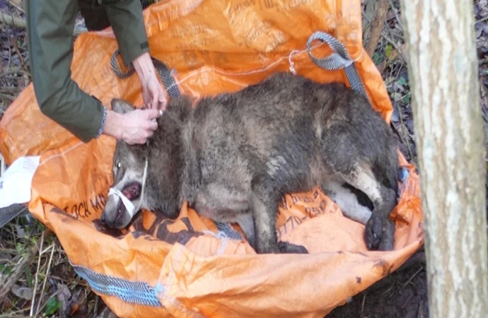 Funkcjonariusze Straży Granicznej uratowali wilka, który wpadł w sidła kłusowników.