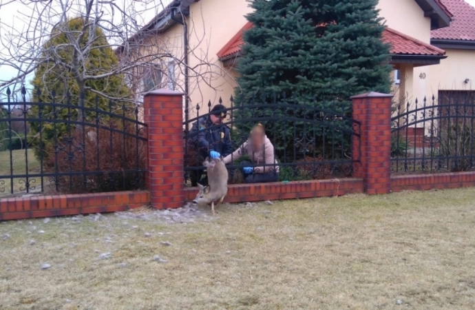 Strażnicy miejscy z Olsztyna pomogli sarnie, która utknęła w ogrodzeniu.
