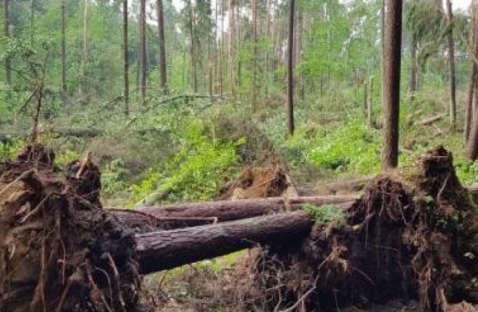 Leśnicy informują o kilkunastu hektarach lasu zniszczonych przez trąbę powietrzną, jaka przeszła w okolicy Starych Jabłonek.