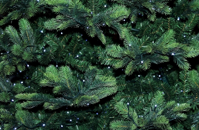 Z olsztyńskich osiedli niebawem będą odbierane świąteczne drzewka.