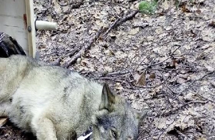 To już kolejny wilk, który będzie leczony w Napromku na terenie Nadleśnictwa Olsztynek.