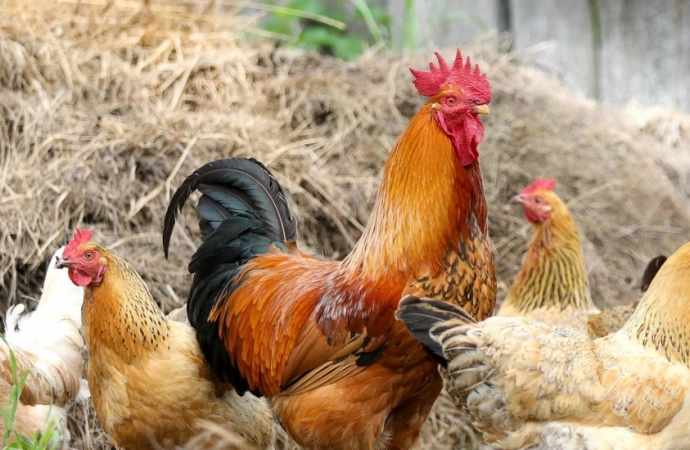 Agencja Restrukturyzacji i Modernizacji Rolnictwa przypomina o pomocy dla gospodarstw dotkniętych ptasią grypą.